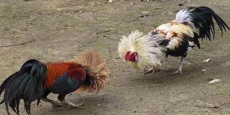 Đá gà Thomo - Trải nghiệm thế giới cá cược hấp dẫn Kinh nghiệm chơi đá gà nắm chắc thắng