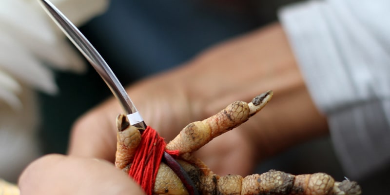 5+ Bí Quyết Đá Gà Cựa Dao Của Những Tay Chơi Lâu Năm Nắm vững luật chơi