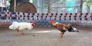 Khám Phá Hình Thức Đá Gà Tre Kịch Tính, Thú Vị Nhất 2025